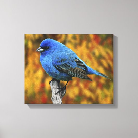 Mannetje indigogors, Passerina cyanea Canvas Afdruk (Voorkant)