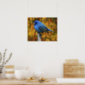 Mannetje indigogors, Passerina cyanea Poster (Keuken)