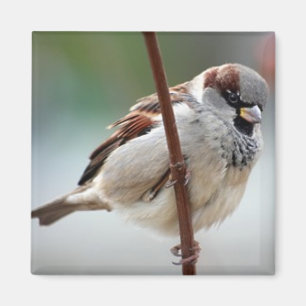 mannetje magneet