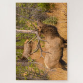 mannetje | Nationaal park Rocky Mountain, Colorado Legpuzzel (Verticaal)