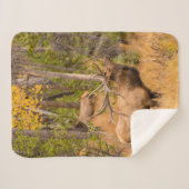 mannetje | Nationaal park Rocky Mountain, Colorado Sherpa Deken (Voorkant (horizontaal))