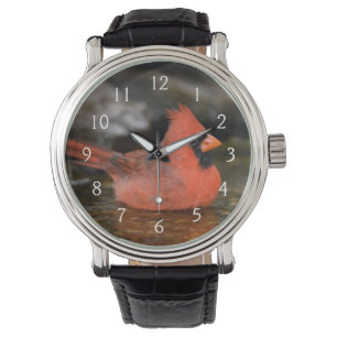 Mannetje noordelijke kardinaal in bad horloge