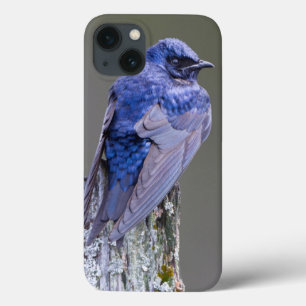 Mannetje Purperzwaluw nest boven Lake Sammamish Case-Mate iPhone Case