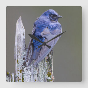 Mannetje Purperzwaluw nest boven Lake Sammamish Vierkante Klok