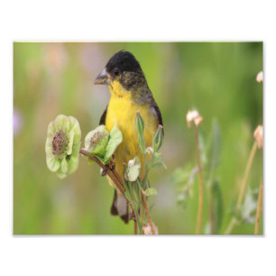 Mannetje putter op bloemen gezeten foto afdruk