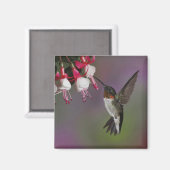 Mannetje Robijnkolibrie, Archilochus Magneet (Voorkant / Achterkant)