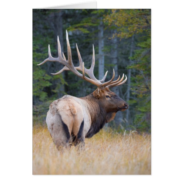 Mannetje Rocky Mountain Elk (Voorkant)