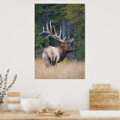 Mannetje Rocky Mountain-wapiti Poster (Keuken)