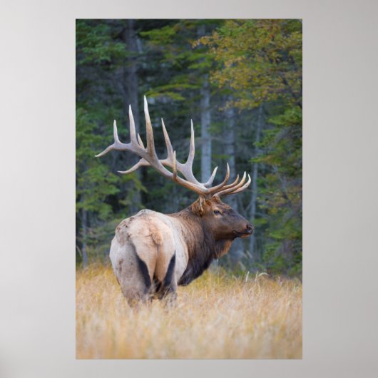 Mannetje Rocky Mountain-wapiti Poster (Voorkant)