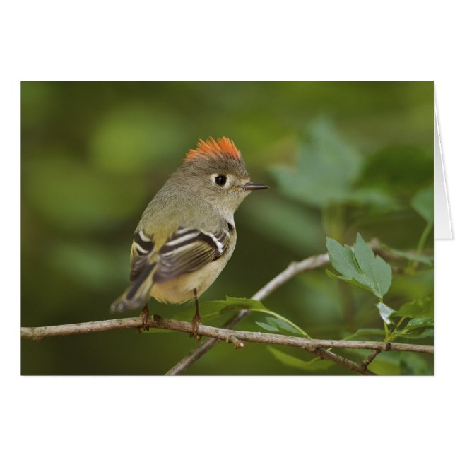 Mannetje roodkruinhaan, Regulus calendula (Voorkant Horizontaal)