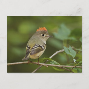 Mannetje roodkruinhaan, Regulus calendula Briefkaart