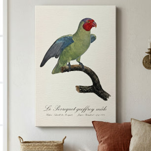 Mannetje Roodwangparkiet, Geoffroyus geoffroyi Canvas Afdruk
