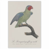 Mannetje Roodwangparkiet, Geoffroyus geoffroyi Sticker (Voorkant)