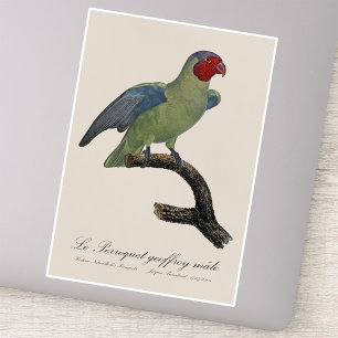 Mannetje Roodwangparkiet, Geoffroyus geoffroyi Sticker
