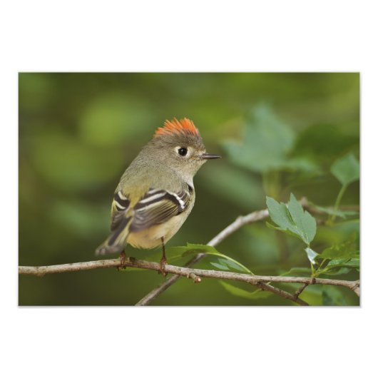 Mannetje Ruby-crowned Kinglet, Regulus calendula Foto Afdruk (Voorkant)