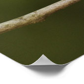 Mannetje Ruby-crowned Kinglet, Regulus calendula Poster (Hoek)
