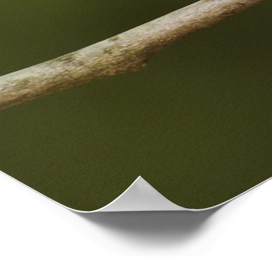 Mannetje Ruby-crowned Kinglet, Regulus calendula Poster (Hoek)