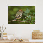 Mannetje Ruby-crowned Kinglet, Regulus calendula Poster (Keuken)