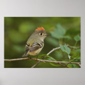 Mannetje Ruby-crowned Kinglet, Regulus calendula Poster (Voorkant)