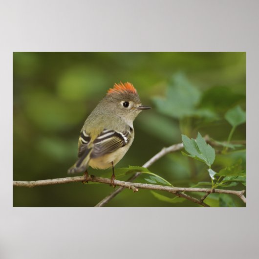 Mannetje Ruby-crowned Kinglet, Regulus calendula Poster (Voorkant)