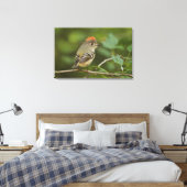Mannetje Rubysnuithaantje, Regulus calendula Canvas Afdruk (Insitu (Slaapkamer))