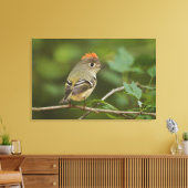 Mannetje Rubysnuithaantje, Regulus calendula Canvas Afdruk (Insitu (Woonkamer))