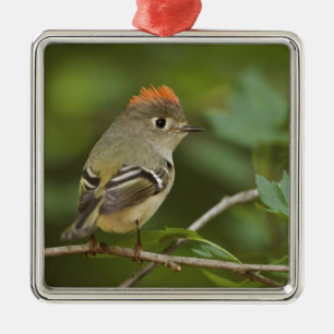 Mannetje Rubysnuithaantje, Regulus calendula Metalen Ornament
