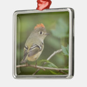 Mannetje Rubysnuithaantje, Regulus calendula Metalen Ornament (Links)