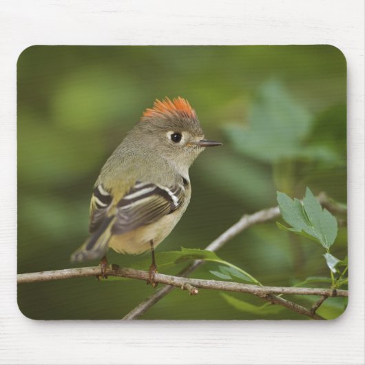 Mannetje Rubysnuithaantje, Regulus calendula Muismat (Voorkant)