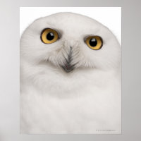 Mannetje Snowy Owl (Bubo scandiacus) is een grote
