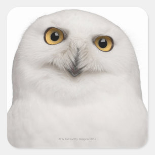 Mannetje Snowy Owl (Bubo scandiacus) is een grote Vierkante Sticker