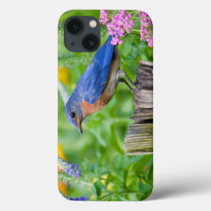 Mannetje van Bluebird op hek post in bloemtuin iPhone 13 Hoesje