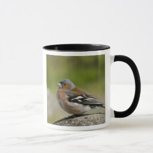 Mannetje vink (WILD: Fringilla coelebs) Mok