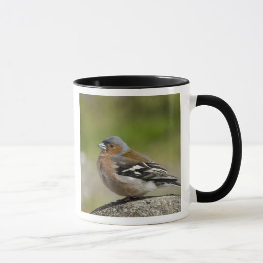 Mannetje vink (WILD: Fringilla coelebs) Mok (Rechts)