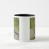 Mannetje vink (WILD: Fringilla coelebs) Mok (Midden)