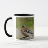 Mannetje vink (WILD: Fringilla coelebs) Mok (Links)
