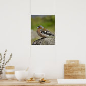 Mannetje vink (WILD: Fringilla coelebs) Poster (Keuken)