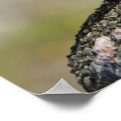 Mannetje vink (WILD: Fringilla coelebs) Poster (Hoek)