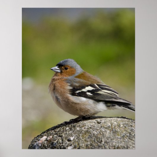 Mannetje vink (WILD: Fringilla coelebs) Poster (Voorkant)
