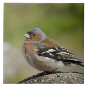 Mannetje vink (WILD: Fringilla coelebs) Tegeltje