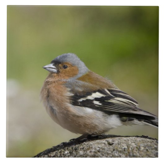 Mannetje vink (WILD: Fringilla coelebs) Tegeltje (Voorkant)