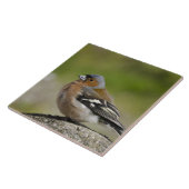 Mannetje vink (WILD: Fringilla coelebs) Tegeltje (Zijkant)