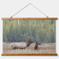Mannetje Wapiti in Weiland | Yellowstone National 