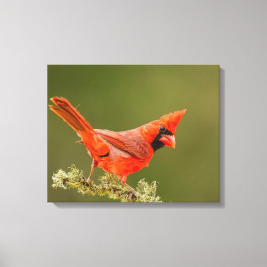 Mannetjes kardinaal op tak canvas afdruk (Voorkant)