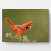 Mannetjes kardinaal op tak fotoplaat (voorkant)