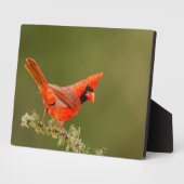 Mannetjes kardinaal op tak fotoplaat (Zijkant)