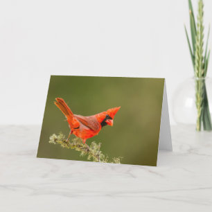 Mannetjes kardinaal op tak kaart
