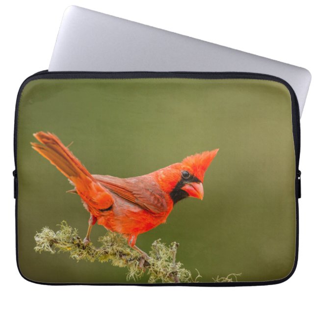 Mannetjes kardinaal op tak laptop sleeve (Voorkant)