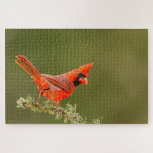 Mannetjes kardinaal op tak legpuzzel