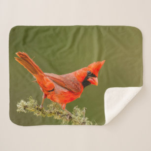 Mannetjes kardinaal op tak sherpa deken
